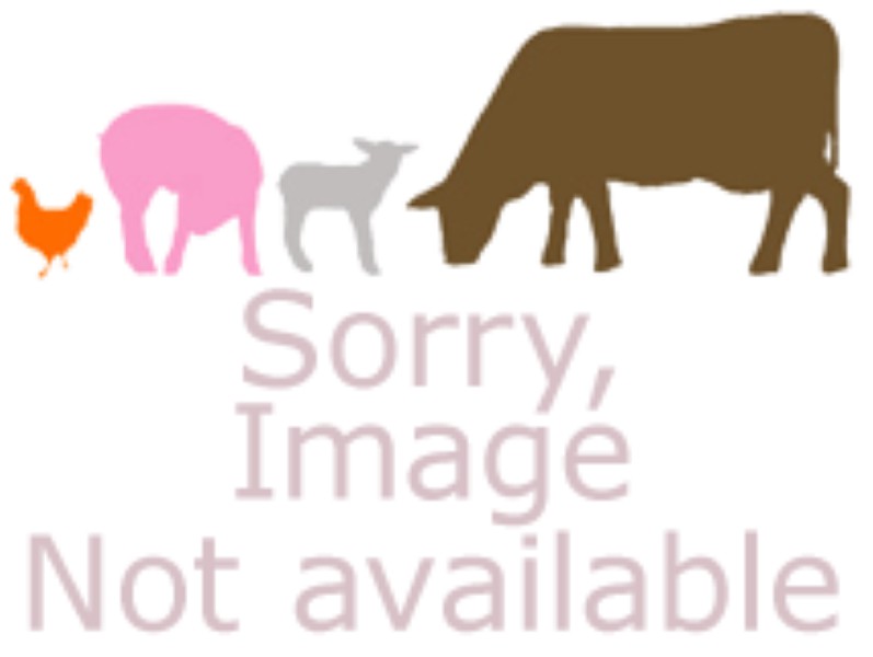 no_image Spicy Pork Henry - Image 1